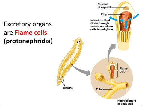 flame cells are similar to in humans